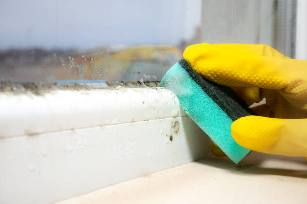 Best Attic Mold Remediation in Pico Rivera, CA