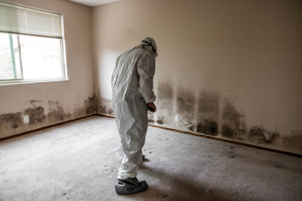 Best Crawl Space Mold Remediation in Pico Rivera, CA