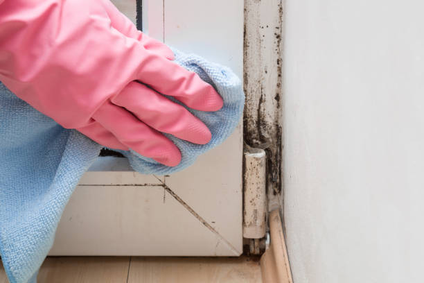 Professional Mold Remediation in Pico Rivera, CA